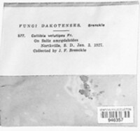 Flammulina velutipes image